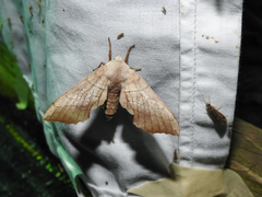 Amorpha juglandis