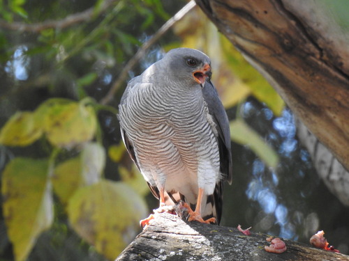 Ovambo Sparrowhawk (Accipiter ovampensis)