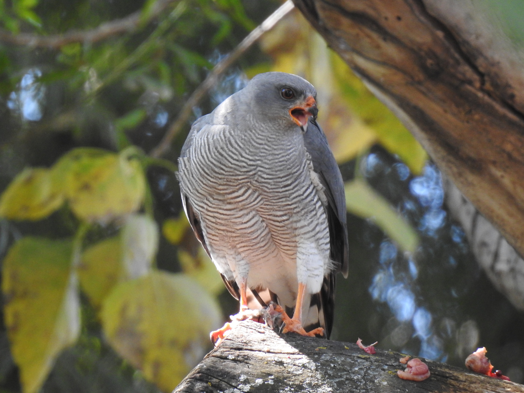 Ovambo Sparrowhawk (Accipiter ovampensis), photo 1