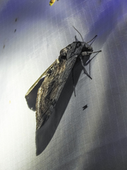 Manduca quinquemaculatus