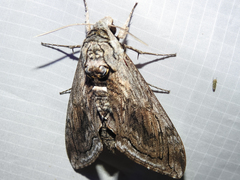 Manduca quinquemaculatus