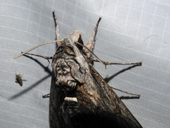 Manduca quinquemaculatus