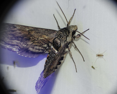 Manduca quinquemaculatus