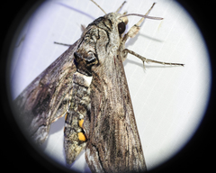 Manduca quinquemaculatus