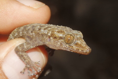 Phyllodactylus tuberculosus