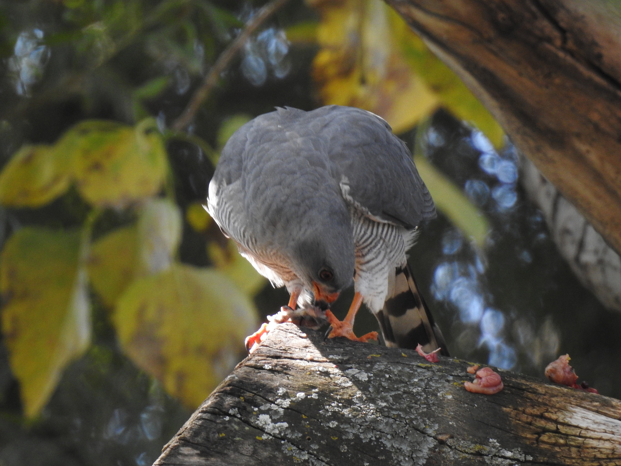 Ovambo Sparrowhawk (Accipiter ovampensis), photo 2