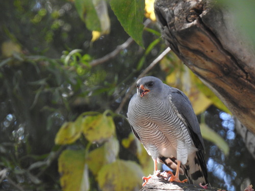 Ovambo Sparrowhawk (Accipiter ovampensis), photo 10