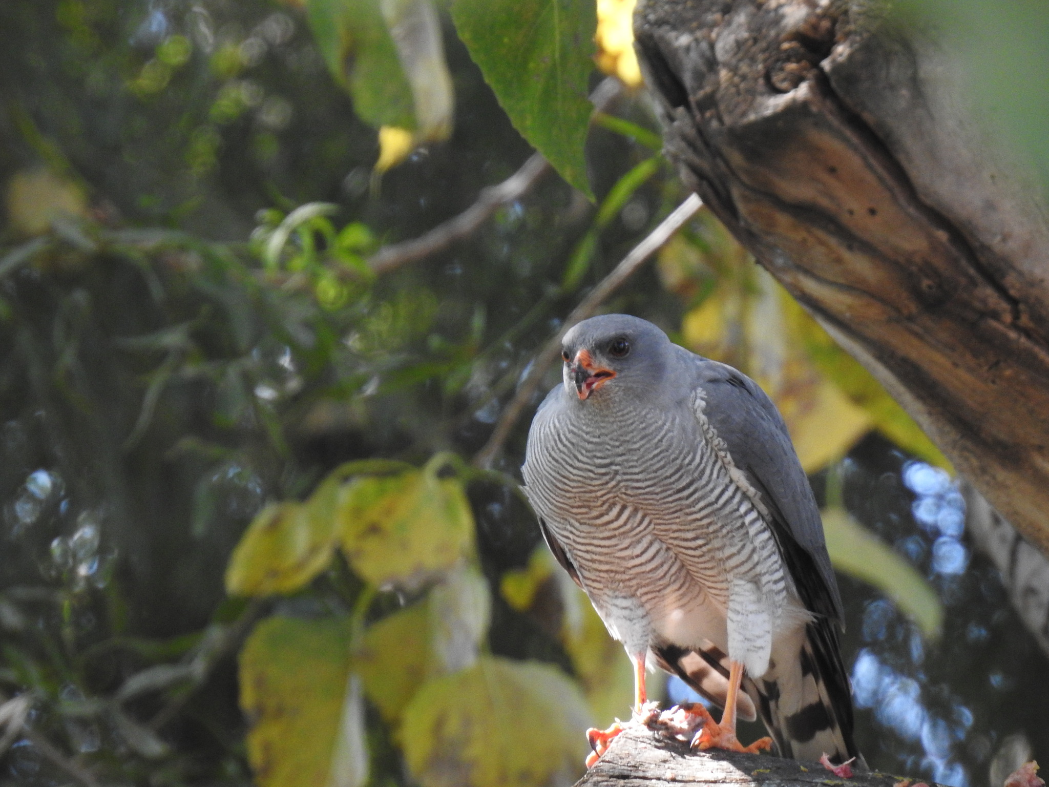 Ovambo Sparrowhawk (Accipiter ovampensis), photo 3