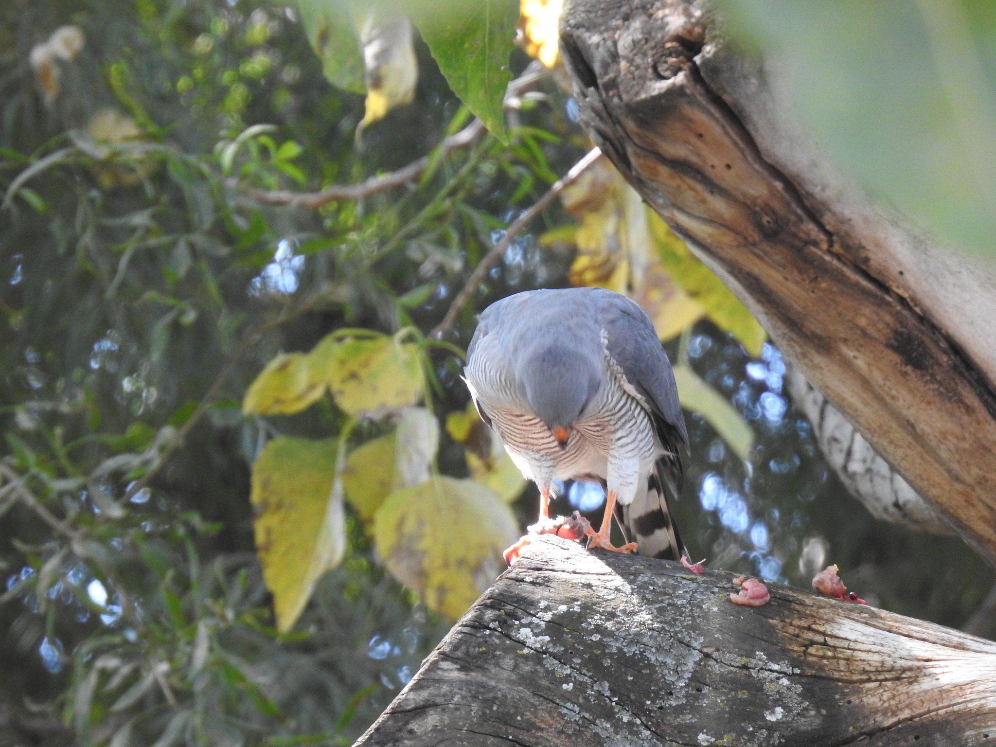 Ovambo Sparrowhawk (Accipiter ovampensis), photo 4