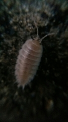 Porcellio laevis