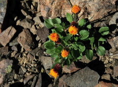 Packera pauciflora