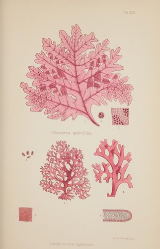 Phycodrys