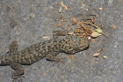 Phyllodactylus tuberculosus