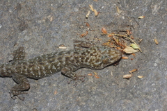Phyllodactylus tuberculosus