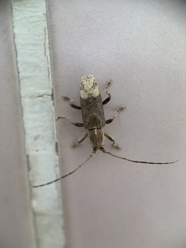 Zotalemimon ciliatum · iNaturalist