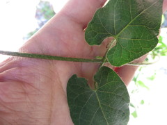 Gonolobinae