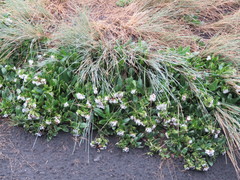 Lithospermum distichum