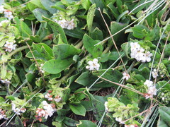 Lithospermum distichum