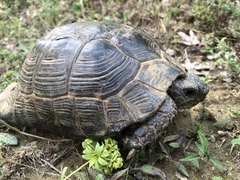 Testudo graeca ibera