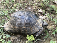 Testudo graeca ibera