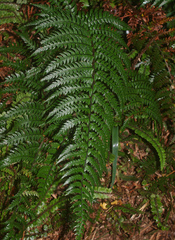 Polystichum wawranum