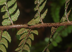 Polystichum wawranum