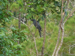 Coracina caledonica caledonica