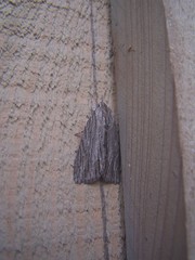 Acronicta lithospila