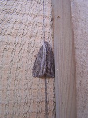 Acronicta lithospila