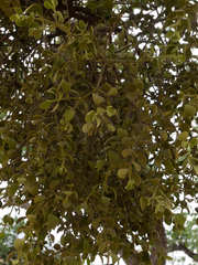 Phoradendron leucarpum tomentosum