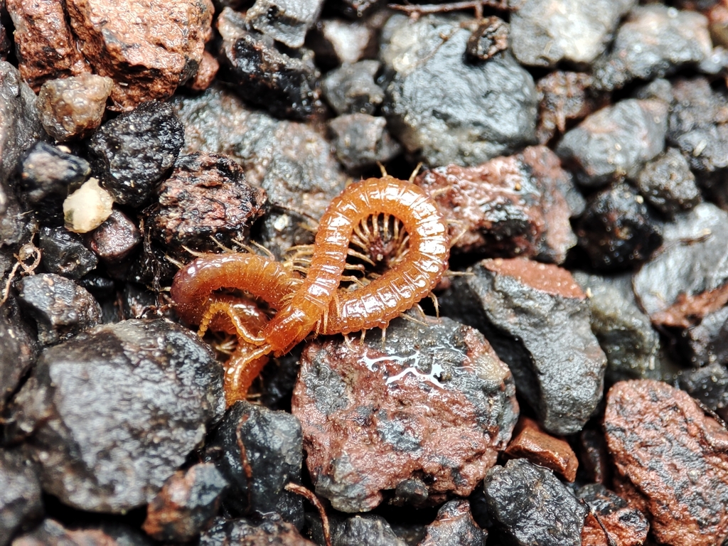 Soil Centipedes from Prielbrus'e, RU-KC-KR, RU-KC, RU on May 5, 2024 at ...