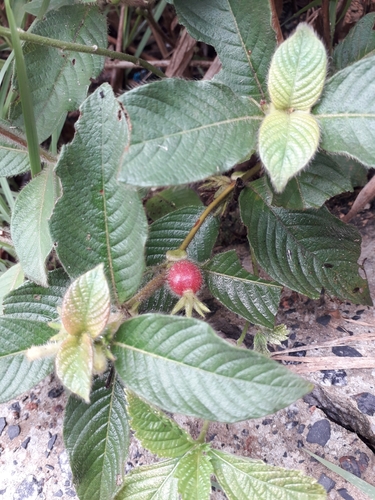 Sabicea amazonensis (Sabicea amazonensis)