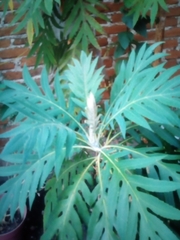 Bocconia arborea