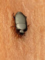 Platylomalus aequalis