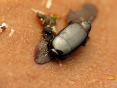 Platylomalus aequalis