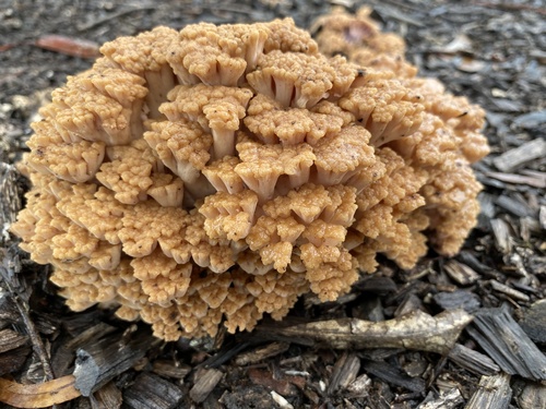 Ramaria capitata Corner