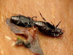 Platylomalus aequalis