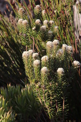 Phylica strigosa strigosa