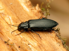 Melandrya striata