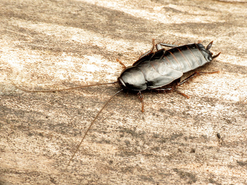 Oriental Cockroach