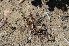 Amblyopappus pusillus