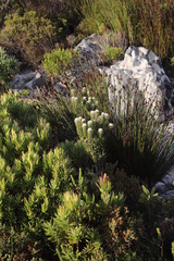 Phylica strigosa strigosa