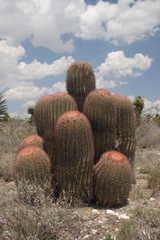 Ferocactus pilosus