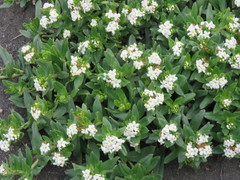 Lithospermum distichum