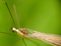 Gonomyia