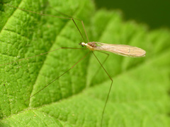 Gonomyia