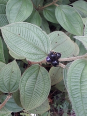 Miconia rubra