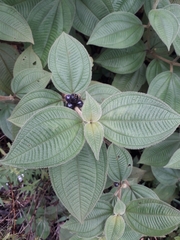 Miconia rubra
