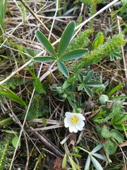 Potentilla alba