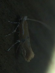 Phyllonorycter celtisella